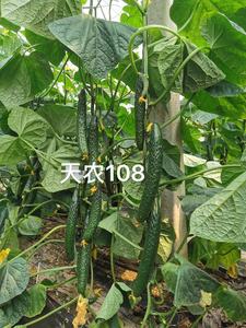 天农108